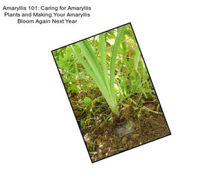 Amaryllis 101: Caring for Amaryllis Plants and Making Your Amaryllis Bloom Again Next Year