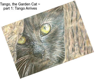 Tango, the Garden Cat ~ part 1: Tango Arrives