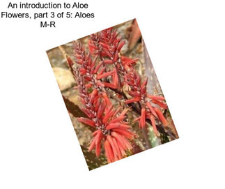An introduction to Aloe Flowers, part 3 of 5: Aloes M-R