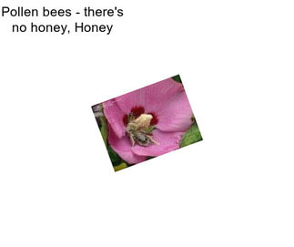 Pollen bees - there\'s no honey, Honey