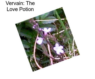 Vervain: The Love Potion