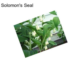 Solomon\'s Seal
