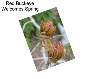 Red Buckeye Welcomes Spring