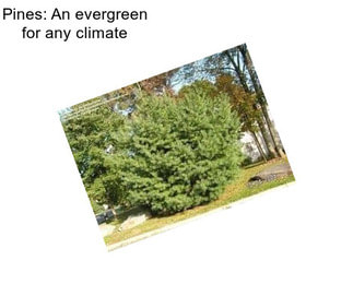 Pines: An evergreen for any climate