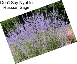 Don\'t Say Nyet to Russian Sage