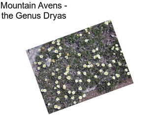 Mountain Avens - the Genus Dryas