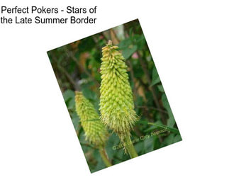 Perfect Pokers - Stars of the Late Summer Border