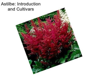 Astilbe: Introduction and Cultivars
