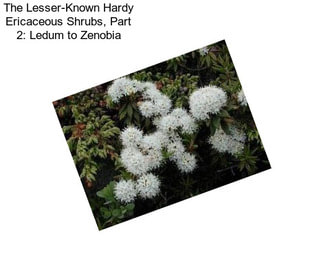 The Lesser-Known Hardy Ericaceous Shrubs, Part 2: Ledum to Zenobia