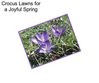 Crocus Lawns for a Joyful Spring