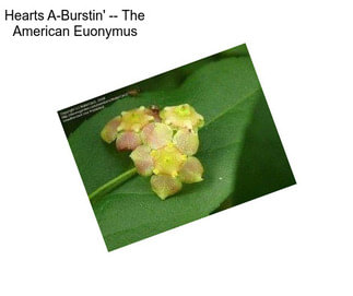 Hearts A-Burstin\' -- The American Euonymus