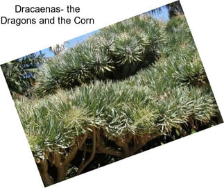 Dracaenas- the Dragons and the Corn