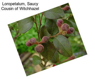 Loropetalum, Saucy Cousin of Witchhazel