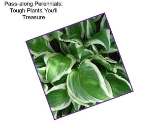 Pass-along Perennials: Tough Plants You\'ll Treasure