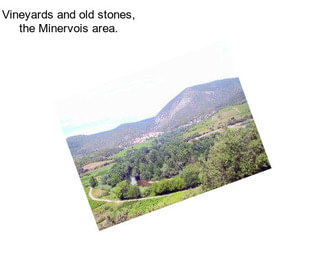 Vineyards and old stones, the Minervois area.