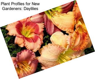 Plant Profiles for New Gardeners: Daylilies