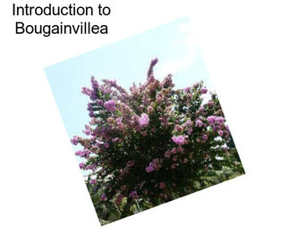 Introduction to Bougainvillea