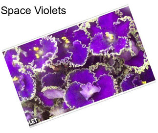 Space Violets