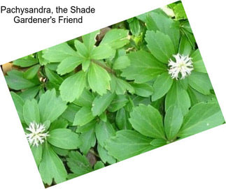 Pachysandra, the Shade Gardener\'s Friend