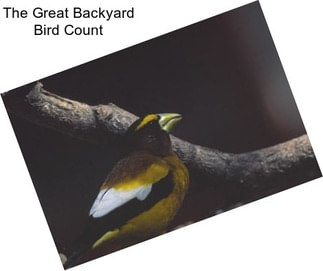 The Great Backyard Bird Count