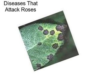 Diseases That Attack Roses