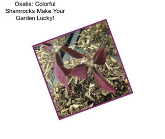 Oxalis: Colorful Shamrocks Make Your Garden Lucky!