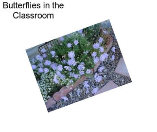 Butterflies in the Classroom
