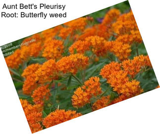 Aunt Bett\'s Pleurisy Root: Butterfly weed