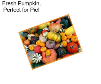 Fresh Pumpkin, Perfect for Pie!