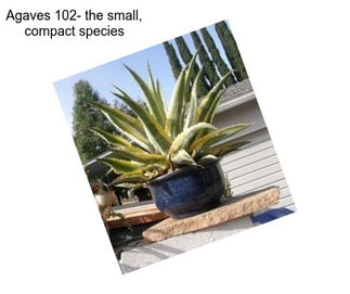 Agaves 102- the small, compact species