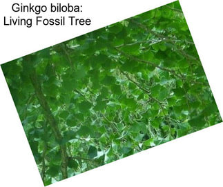 Ginkgo biloba: Living Fossil Tree