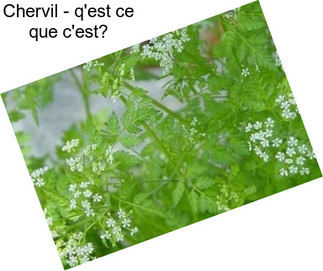 Chervil - q\'est ce que c\'est?