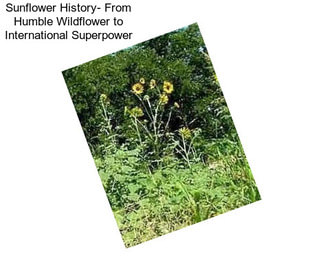 Sunflower History- From Humble Wildflower to International Superpower