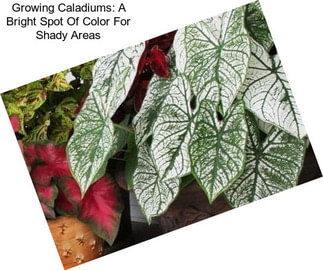 Growing Caladiums: A Bright Spot Of Color For Shady Areas