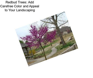Redbud Trees: Add Carefree Color and Appeal to Your Landscaping