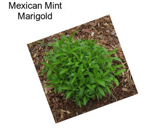 Mexican Mint Marigold