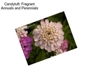 Candytuft: Fragrant Annuals and Perennials