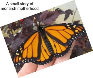 A small story of monarch motherhood