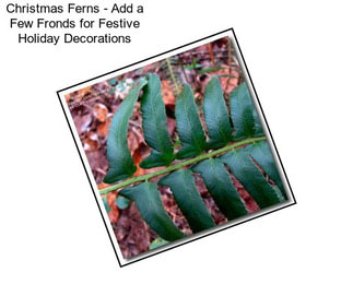 Christmas Ferns - Add a Few Fronds for Festive Holiday Decorations