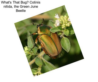What\'s That Bug? Cotinis nitida, the Green June Beetle