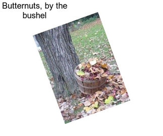 Butternuts, by the bushel