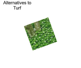 Alternatives to Turf