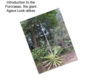 Introduction to the Furcraeas, the giant Agave Look-alikes