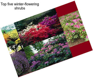 Top five winter-flowering shrubs