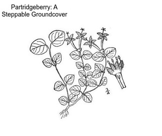 Partridgeberry: A Steppable Groundcover