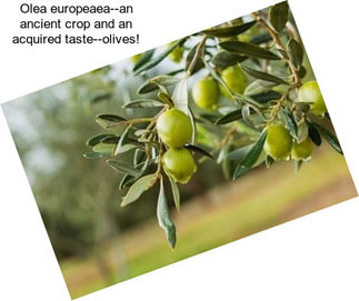 Olea europeaea--an ancient crop and an acquired taste--olives!