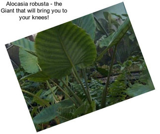 Alocasia robusta - the Giant that will bring you to your knees!
