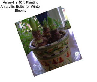 Amaryllis 101: Planting Amaryllis Bulbs for Winter Blooms