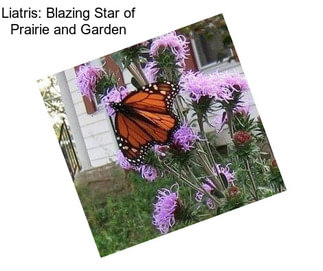 Liatris: Blazing Star of Prairie and Garden