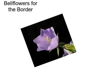 Bellflowers for the Border